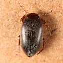 Hydroporus niger - photo 5