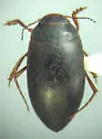 Hydroporus notabilis - photo 2