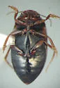 Hydroporus notabilis - photo 3