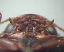 Hydroporus notabilis - photo 4