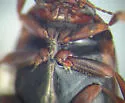 Hydroporus notabilis - photo 5