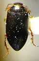 Hydroporus occidentalis