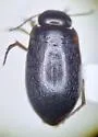 Hydroporus occidentalis - photo 2