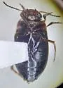 Hydroporus occidentalis - photo 3