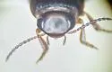 Hydroporus occidentalis - photo 4