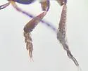 Hydroporus occidentalis - photo 5