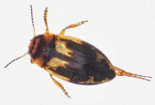 Hydroporus palustris - Hydroporus palustris