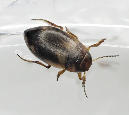 Hydroporus palustris - photo 2