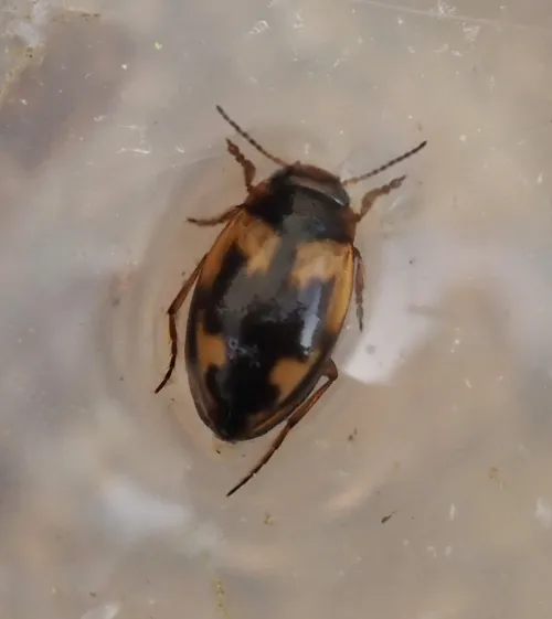Hydroporus palustris - photo 3