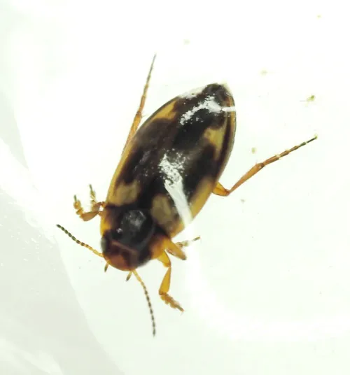 Hydroporus palustris - photo 4