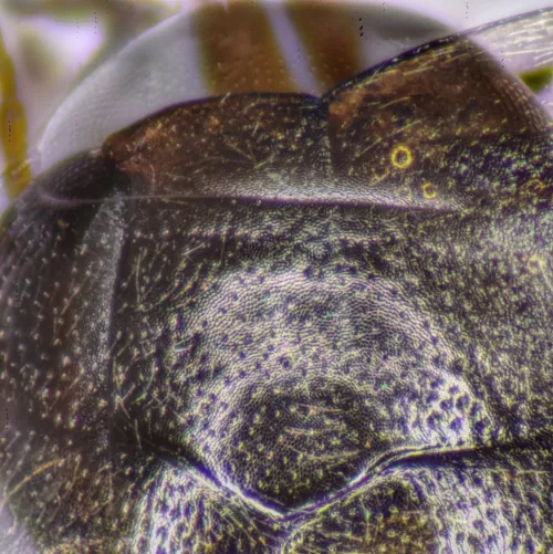 Hydroporus palustris - photo 5