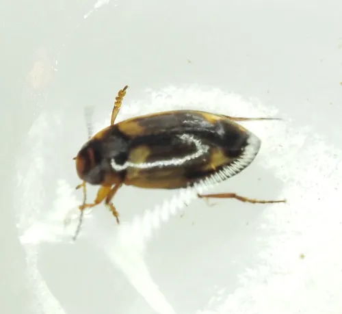 Hydroporus palustris - photo 6