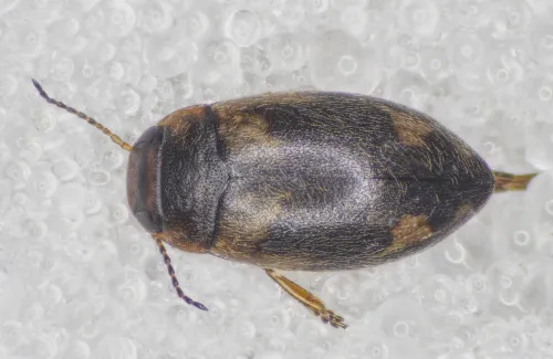 Hydroporus palustris - photo 8