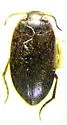 Hydroporus pervicinus - Hydroporus pervicinus