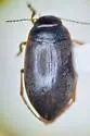 Hydroporus pervicinus - photo 2