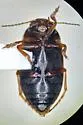 Hydroporus pervicinus - photo 3
