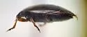 Hydroporus pervicinus - photo 4