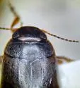 Hydroporus pervicinus - photo 5