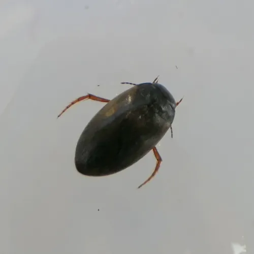 Hydroporus planus - photo 2