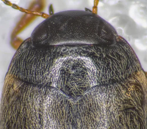 Hydroporus planus - photo 3
