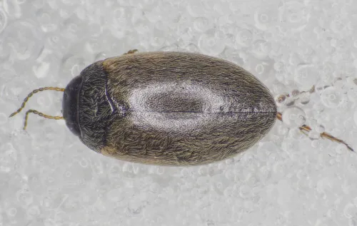 Hydroporus planus - photo 4