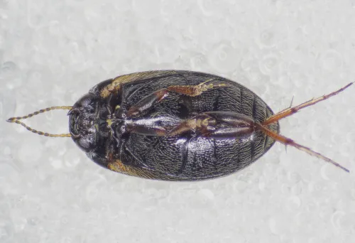 Hydroporus planus - photo 5
