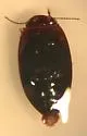 Hydroporus pseudoniger - photo 2