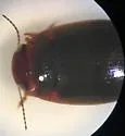 Hydroporus pseudoniger - photo 3