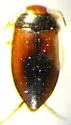 Hydroporus puberulus