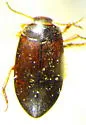 Hydroporus rectus - Hydroporus rectus