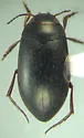 Hydroporus rectus - photo 2