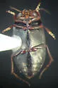 Hydroporus rectus - photo 3