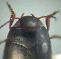 Hydroporus rectus - photo 4