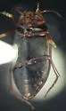 Hydroporus rectus - photo 5