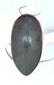 Hydroporus rufilabris