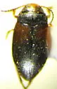 Hydroporus rufinasus