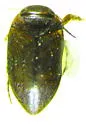 Hydroporus signatus