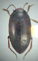 Hydroporus signatus - photo 2