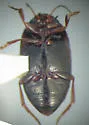 Hydroporus signatus - photo 3