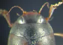 Hydroporus signatus - photo 4