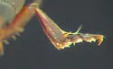Hydroporus signatus - photo 5