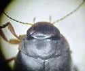 Hydroporus sinuatipes - photo 2