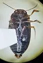 Hydroporus sinuatipes - photo 3