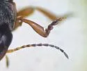 Hydroporus sinuatipes - photo 4