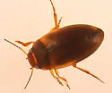 Hydroporus striola