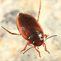 Hydroporus striola - photo 2