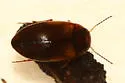 Hydroporus striola - photo 4