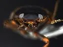 Hydroporus subpubescens - photo 2
