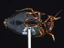 Hydroporus subpubescens - photo 3