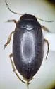 Hydroporus subpubescens - photo 4